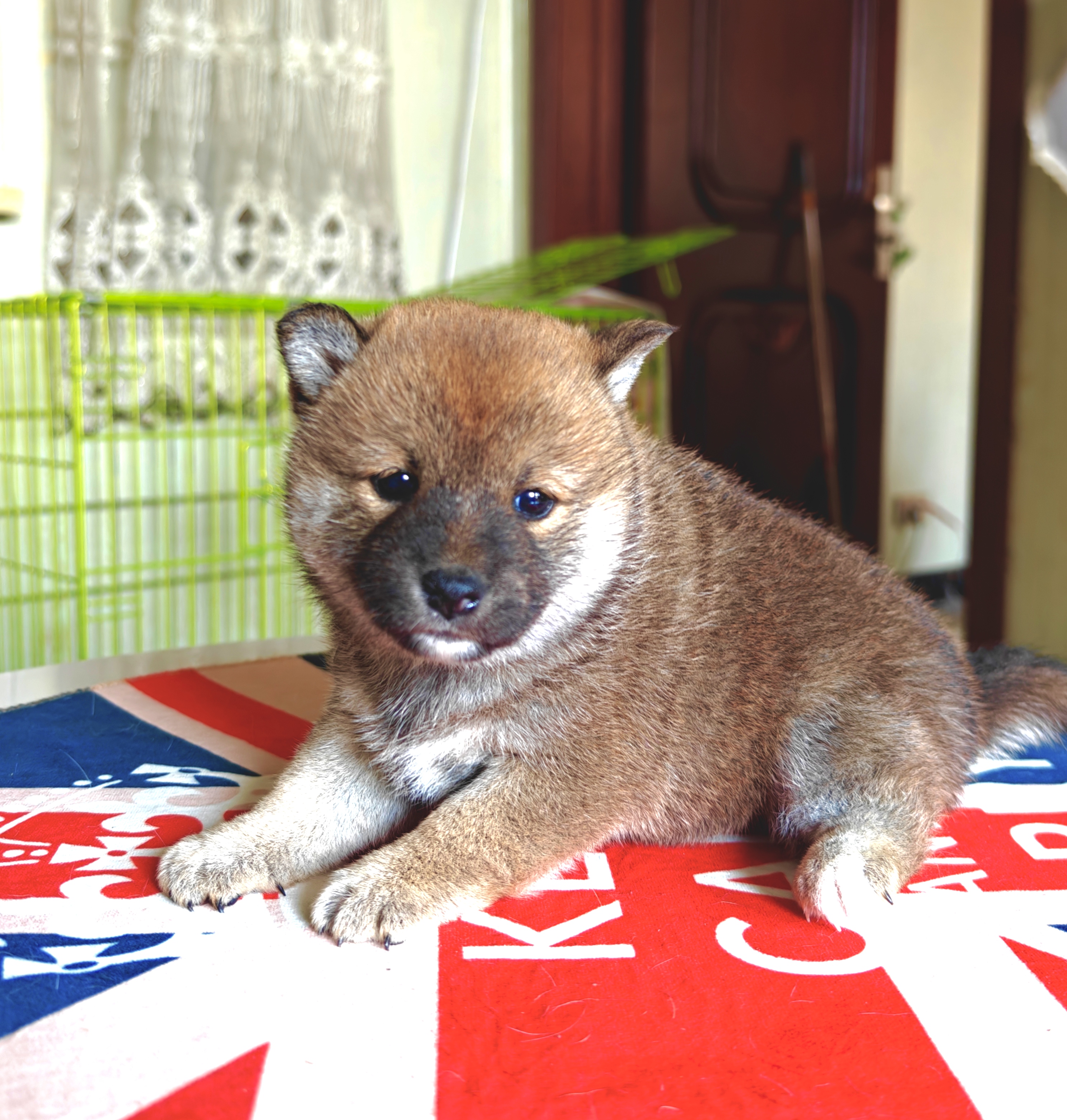 精品包子脸,爆红柴犬妹妹,